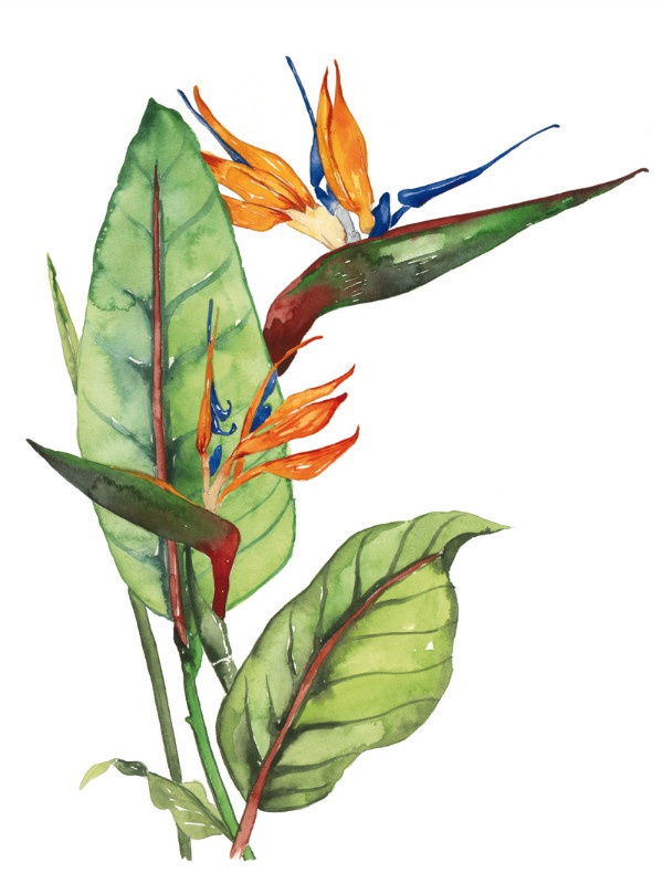 illustration lucile prache strelitzia.jpg - Lucile PRACHE | Virginie